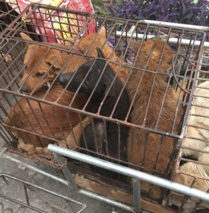 Os cães estavam presos em gaiolas em locais imundos. (Foto: Reprodução / Humane Society International)