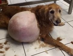 O tumor era maciço e canceroso, mas não tinha se espalhado para outras partes. (Foto: Reprodução / Valerie Schomburg)