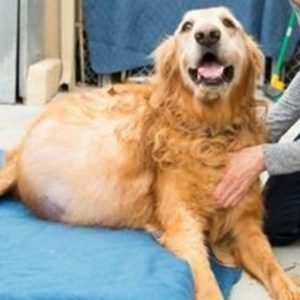 O cão sofria com um tumor que pesava cerca de 20 kg. (Foto: Reprodução / Newport Beach Animal Shelter)