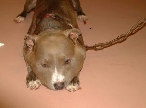 Roxanne foi encontrada com uma corrente de três kg presa em seu pescoço. (Foto: Reprodução / Rescue Dogs Rock NYC)