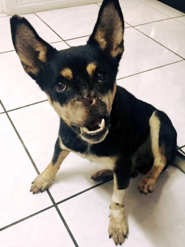 Cão que perdeu o nariz em ataque covarde comove país e se recupera bem