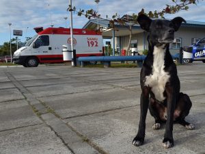 Cachorro seguiu a ambulância que levava seu tutor até o hospital e permanece lá até hoje, oito meses depois. (Foto: Reprodução / Luiz Souza / RBS TV)