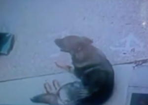 O cão na calçada depois que seu tutor voltou. (Foto: Reprodução / AOL News)