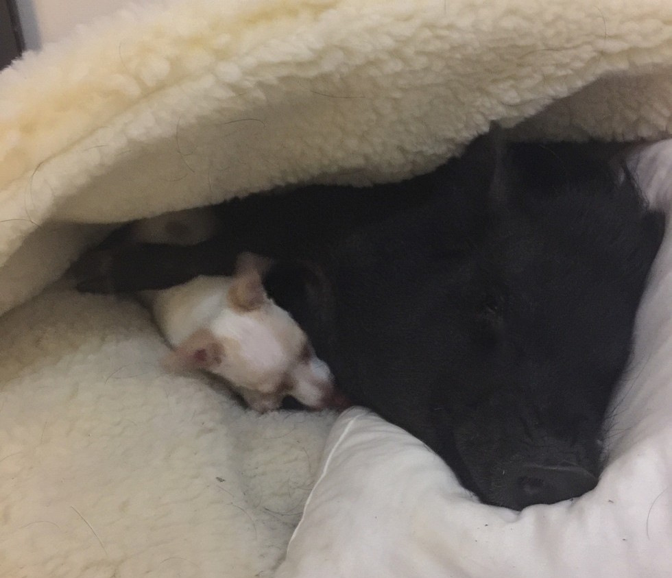 Filhote de cão abandonado é a nova paixão de uma porca de terapia