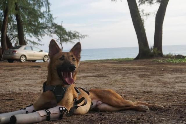 O cão vive em uma ilha tailandesa. (Foto: Reprodução / The Dodo)