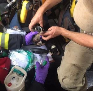 Os animais foram rapidamente resgatados pelos bombeiros, mas infelizmente nem todos resistiram. (Foto: Reprodução / Facebook Newton Abbot Fire Station)