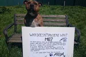 Após essa postagem, a vida de Freya começou a mudar. (Foto: Reprodução / Freshfields Animal Rescue “Freya’s” Doggie Diary)