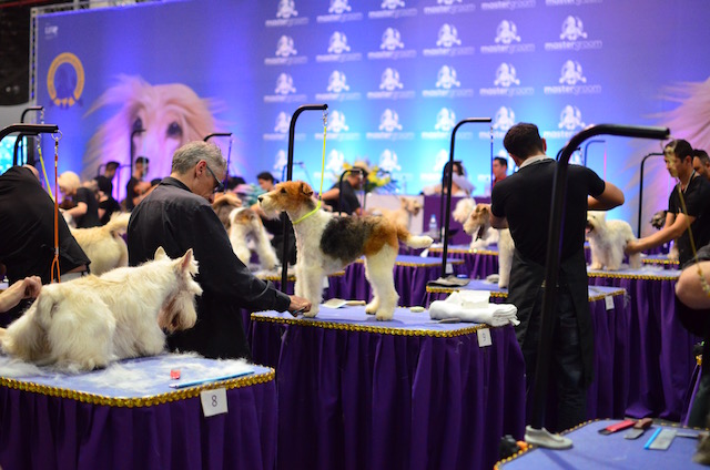 Cachorros na Vet Expo, Pet Shop Expo e Master Groom 2016 2 dsc_0005