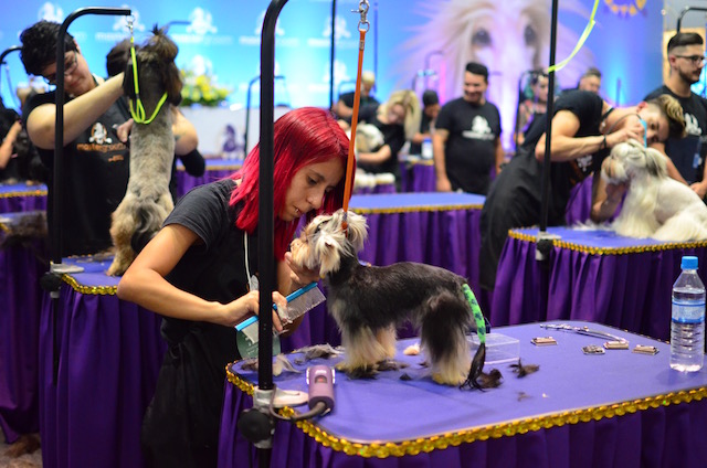 Cachorros na Vet Expo, Pet Shop Expo e Master Groom 2016 10 dsc_0010