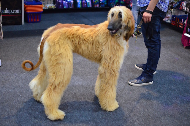 Cachorros na Vet Expo, Pet Shop Expo e Master Groom 2016 11 dsc_0015