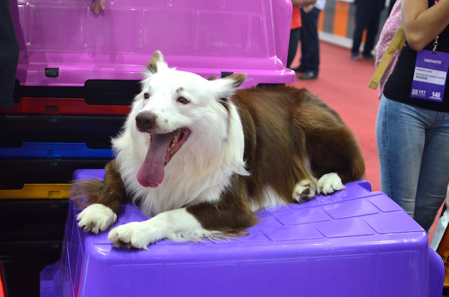 Cachorros na Vet Expo, Pet Shop Expo e Master Groom 2016 18 dsc_0118
