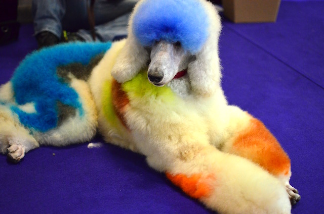 Cachorros na Pet South America 2016 15 (Foto: Karina Sakita)