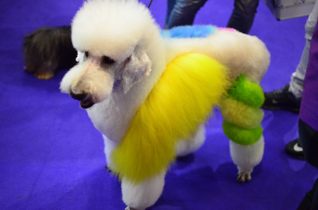 Cachorros na Pet South America 2016 20 (Foto: Karina Sakita)