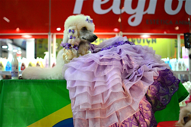Cachorros na Pet South America 2016 8 (Foto: Karina Sakita)