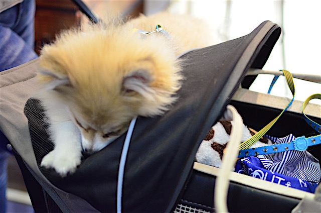 Cachorros na Pet South America 2016 10 (Foto: Karina Sakita)