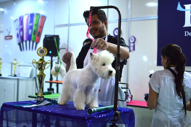 Cachorros na Pet South America 2016 11 (Foto: Karina Sakita)