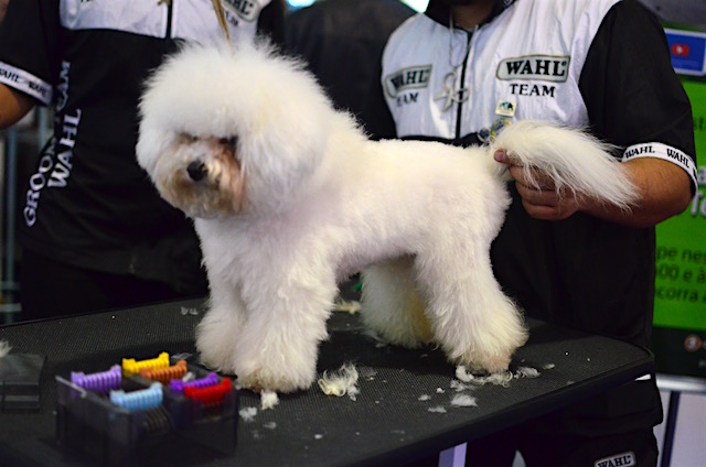Cachorros na Pet South America 2016 16 (Foto: Karina Sakita)
