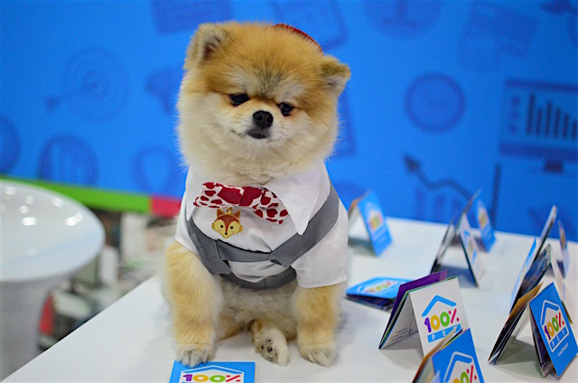 Cachorros na Pet South America 2016 18 Esse é o famoso Cookie. (Foto: Karina Sakita)