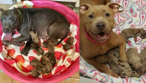 Mamães e filhotes estão muito bem e nunca mais precisarão voltar para o porão onde viviam. (Foto: Reprodução / Rescue Dogs Rock NYC)