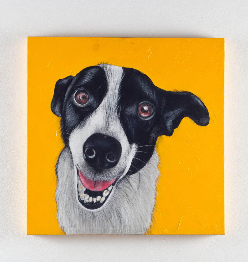 Cobasi comemora 31 anos com exposição beneficente de quadros de cães e gatos de rua