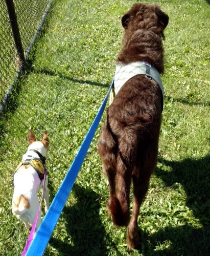 Os dois amigos também gostam de passar lado a lado. (Foto: Reprodução / Animal Rescue League of Iowa)