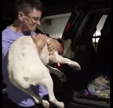Cão que vivia assustado acorda no meio da noite para agradecer a sua salvadora 2 Na hora de sair do abrigo, Niya estava com tanto medo que não conseguia se mover. Ela teve que ser carregada até o carro. (Foto: Reprodução / Arrow Dog Rescue)