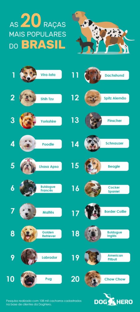 Pesquisa revela quais são as raças e os nomes de cachorro mais populares no Brasil 1 (Imagem: Reprodução / Dog Hero)