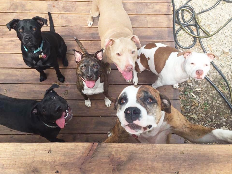 Lei de Montreal que previa banir cães da raça Pit Bull é suspensa por tempo indeterminado