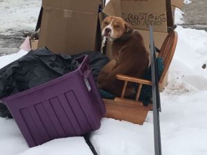 O cão foi abandonado junto com o lixo que a família não queria mais.  (Foto: Reprodução / Detroit Animal Welfare Group)