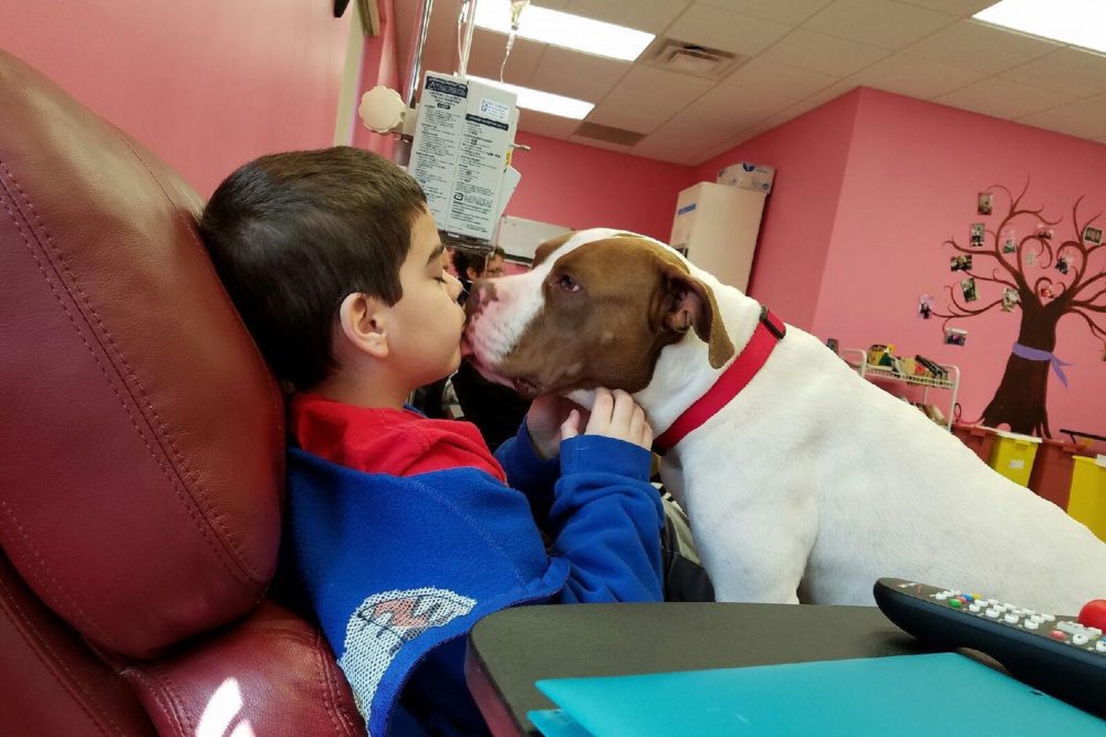 Pit Bull adotado passa a ajudar pessoas que estão em tratamento contra o câncer