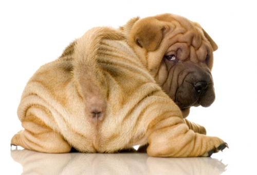 Três coisas que você precisa saber sobre o bumbum do seu cão 3 Três coisas que você precisa saber sobre o bumbum do seu cão pdd1
