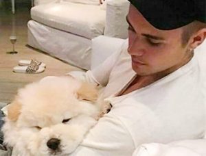 Justin Bieber comprou o cão há seis meses e apresentou o animal em suas redes sociais. (Foto: Reprodução / Instagram)