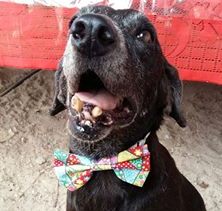 conheca nego o cao que lutou por sua vida e se tornou mascote de ong pdd1