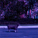 Novo vídeo clipe de Lady Gaga gera polêmica ao mostrar cão sendo atropelado 1 novo video clipe de lady gaga gera polemica ao mostrar cao sendo atropelado pdd1