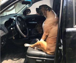 Cachorro entrou no carro e logo sentou no banco do motorista.(Foto: Reprodução / Instagram paollaoliveirareal)