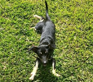 O cão foi adotado na ONG Paraíso dos Focinhos. (Foto: Reprodução / Instagram paollaoliveirareal)