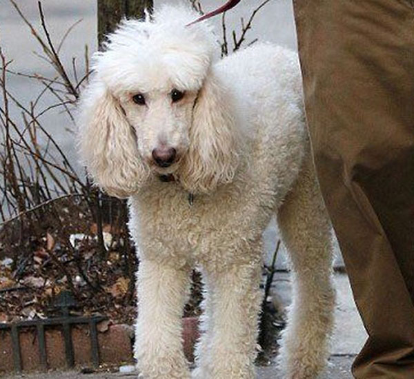 Cães atores ganham prêmios em festival de cinema 1 caes atores ganham premios em festival de cinema pdd1