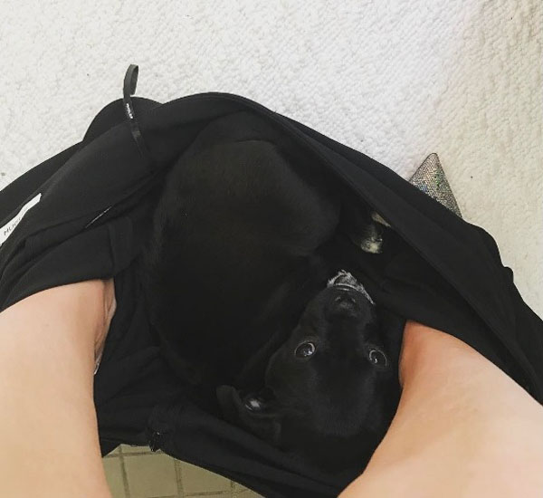 Hilary Duff mostra a estranha mania do seu mais novo filhote 2 hilary duff mostra a estranha mania do seu mais novo filhote pdd1