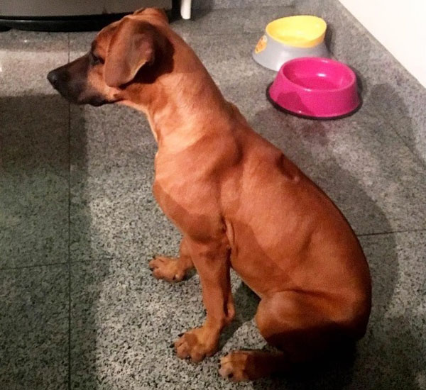 Alguns dias depois de perder seu cachorrinho, Miguel Falabella apresenta novo companheiro canino 2 alguns dias depois de perder seu cachorrinho miguel falabella apresenta novo companheiro canino pdd2