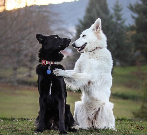 Cachorros fazem apaixonante sessão de fotos de casal 3 cachorros fazem apaixonante sessao de fotos de casal pdd1