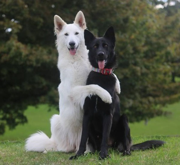 Cachorros fazem apaixonante sessão de fotos de casal 1 cachorros fazem apaixonante sessao de fotos de casal pdd6