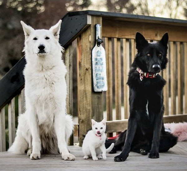 Cachorros fazem apaixonante sessão de fotos de casal 6 cachorros fazem apaixonante sessao de fotos de casal pdd7