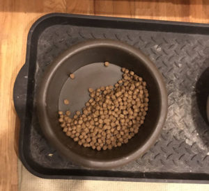 Mesmo após a morte do amigo Stitch, a cadela Cookie continuou deixando metade de sua comida para ele. (Foto: Reprodução / Twitter @_EasyBreasy_)