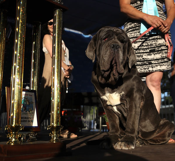 cao da raca mastiff napolitano e considerado o mais feio do mundo pdd1