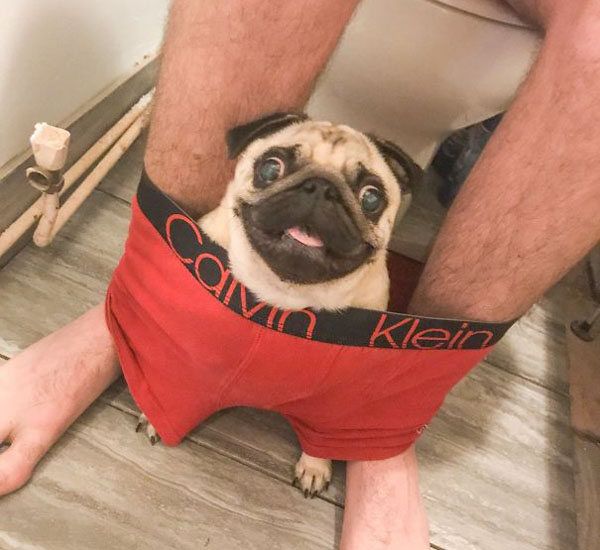 Cãozinho adora sentar na cueca de seu papai humano sempre que ele vai ao banheiro 3 caozinho adora deitar na cueca de seu papai humano sempre que ele vai ao banheiro pdd3