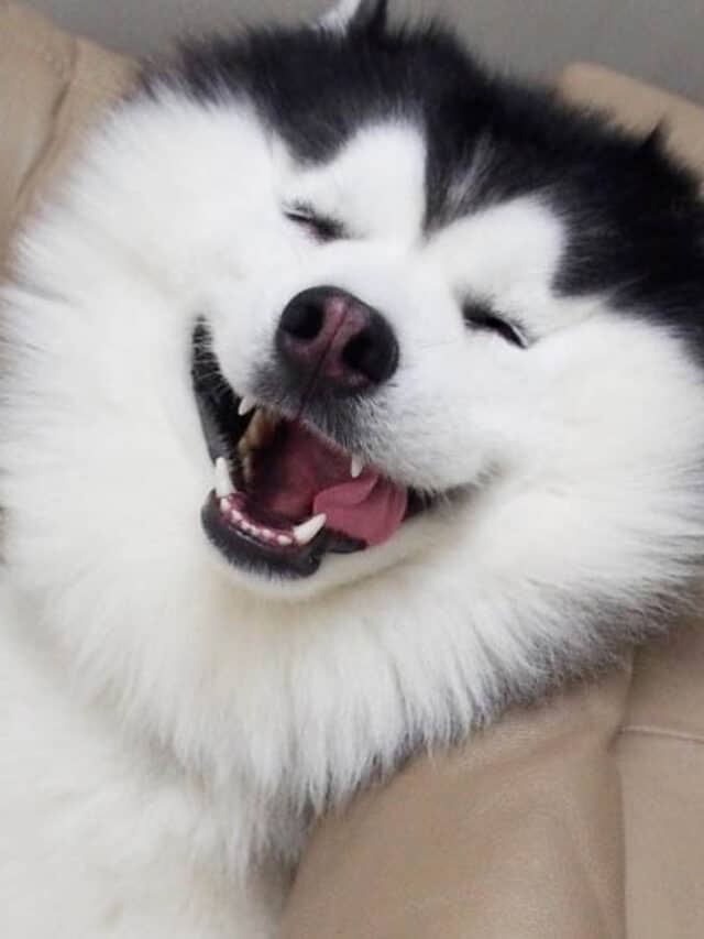 cropped-se-apaixone-pelo-husky-siberiano-mais-feliz-do-mundo-pdd7.jpg