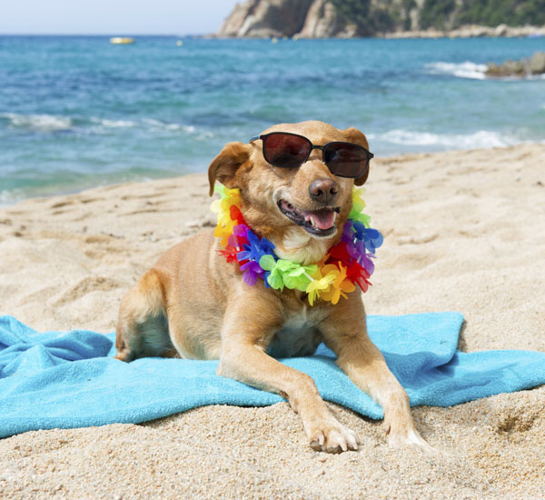 dicas para ter um bom passeio na praia com o seu cachorro pdd1