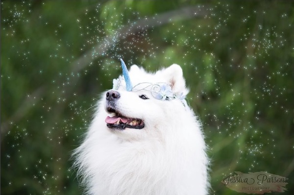 A fada canina mais linda que você vai conhecer 4 fada canina mais linda que voce vai conhecer pdd4