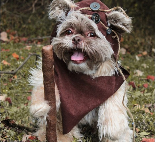 Se apaixone pelo cãozinho Ducky e suas fantasias 1 se apaixone pelo caozinho ducky e suas fantasias pdd3