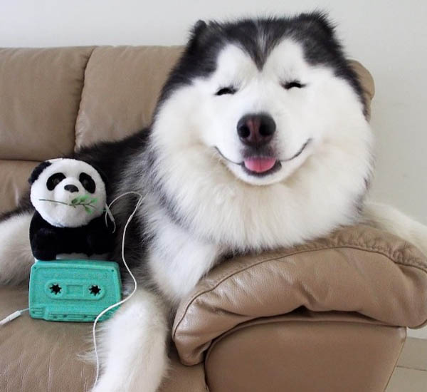 se apaixone pelo husky siberiano mais feliz do mundo pdd1